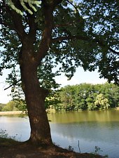 Lacul Lighet, Targu Lapus , Foto: WR