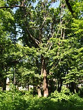 Castelul Vecsey, Livada , Foto: WR