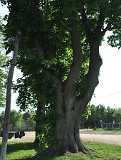 Conacul Boros, Mediesu Aurit , Foto: WR