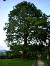 Castelul Teleki, Coltau , Foto: WR