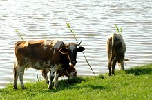 Lacul Rachitisa, Satulung , Foto: WR