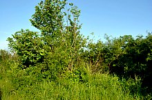 Mormintele familiei Teleki, Satulung , Foto: WR