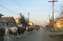 Kaplony , Fotó: fr.Szilveszter