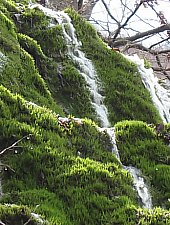 Rezervatia Izvoarele Barcaului, Tusa , Foto: Csupor Jenő