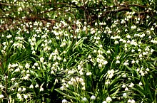 Rezervatia Izvoarele Barcaului, Tusa , Foto: Mezei Elemér