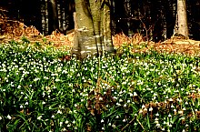 Rezervatia Izvoarele Barcaului, Tusa , Foto: Mezei Elemér