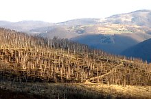 Rezervatia Izvoarele Barcaului, Tusa , Foto: Mezei Elemér