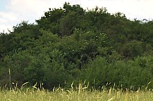 Curganii, Nusfalau , Foto: WR