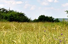 Curganii, Nusfalau , Foto: WR