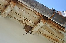 Nușfalău, Școala Populară, Foto: WR