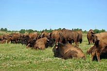 Buffalo ranch, Șinteu , Photo: WR