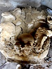 Statuia Sfintei Treimi, Simleu Silvaniei , Foto: WR