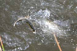 Pensiunea Miesca, Matisesti , Foto: WR