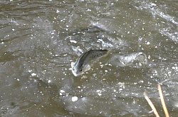 Pensiunea Miesca, Matisesti , Foto: WR