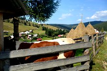Poiana Horea, Poiana Horea , Foto: WR