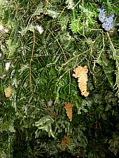 Balul Strugurilor, Sancraiu , Foto: Lovász Judit