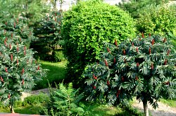 Pensiunea Casa Moteasca - Mini gradina botanica, Cornesti , Foto: WR