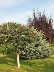 Pensiunea Casa Moteasca - Mini gradina botanica, Cornesti , Foto: WR