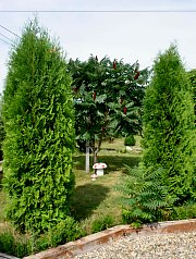 Pensiunea Casa Moteasca - Mini gradina botanica, Cornesti , Foto: WR