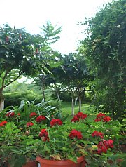 Pensiunea Casa Moteasca - Mini gradina botanica, Cornesti , Foto: WR