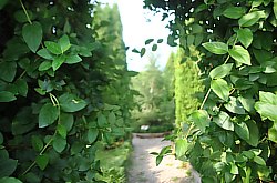 Pensiunea Casa Moteasca - Mini gradina botanica, Cornesti , Foto: WR