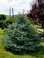 Pensiunea Casa Moteasca - Mini gradina botanica, Cornesti , Foto: WR