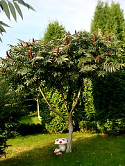 Pensiunea Casa Moteasca - Mini gradina botanica, Cornesti , Foto: WR