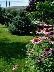 Pensiunea Casa Moteasca - Mini gradina botanica, Cornesti , Foto: WR