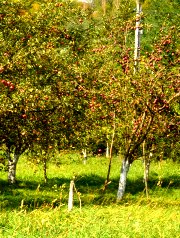 Vidra, Cabana Cascada, Foto: WR