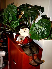 Cazare Rimetea: Vila lui Simion, Foto: WR