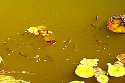 Conacul Secuiesc, Parcul, Coltesti , Foto: WR