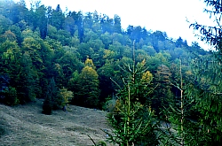 Cazare Gârda de Sus, Pensiunea Izbucul Tăuz, Foto: WR