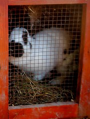 Anisoara panzió, Kiskóh , Fotó: WR