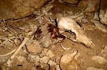 Tehenek barlangja, Albioara szoros , Fotó: Tőrös Víg Csaba