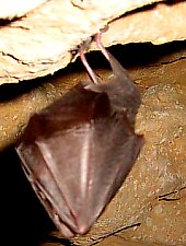 Ciur Izbuc barlang, Runcuri plató , Fotó: Carmen Avram