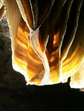 Dobos Cave, Cutilor gorge , Photo: Dezideriu Szabo