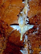 Farcu crystal cave, Lazuri gorge , Photo: WR