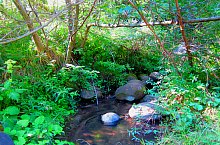 Căprioara valley, Feleacu , Photo: Ilie Olar