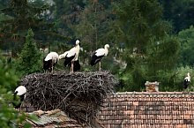 Hoghiz, Foto: Szász Balázs