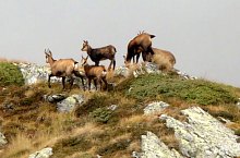 Traseul Vistisoara - Saua Racorele, Muntii Fagaras, Foto: Andrei Bazar