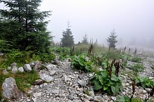 Cabana Valea Sâmmbetei - Șaua Răcorele, Foto: Paul Ion