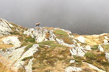 Cabana Valea Sâmmbetei - Șaua Răcorele, Foto: Andrei Bazar