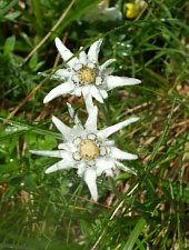 Valea Sâmbătei - Piatra Caprei - La Cruce, Foto: Simona & Adi Tamasi