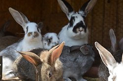 Vila Raze de Soare - Animale domestice, Oradea, Foto: WR