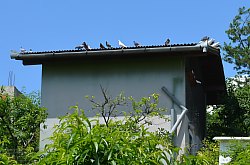 Vila Raze de Soare - Animale domestice, Oradea, Foto: WR