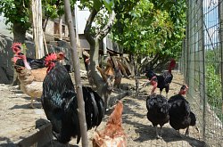 Vila Raze de Soare - Animale domestice, Oradea, Foto: WR