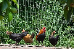 Vila Raze de Soare - Animale domestice, Oradea, Foto: WR