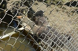 Vila Raze de Soare - Animale domestice, Oradea, Foto: WR