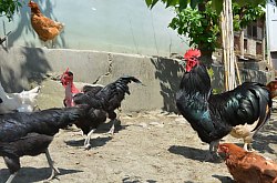 Vila Raze de Soare - Animale domestice, Oradea, Foto: WR