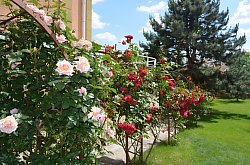 Vila Raze de Soare - Mini gradina botanica, Oradea, Foto: WR